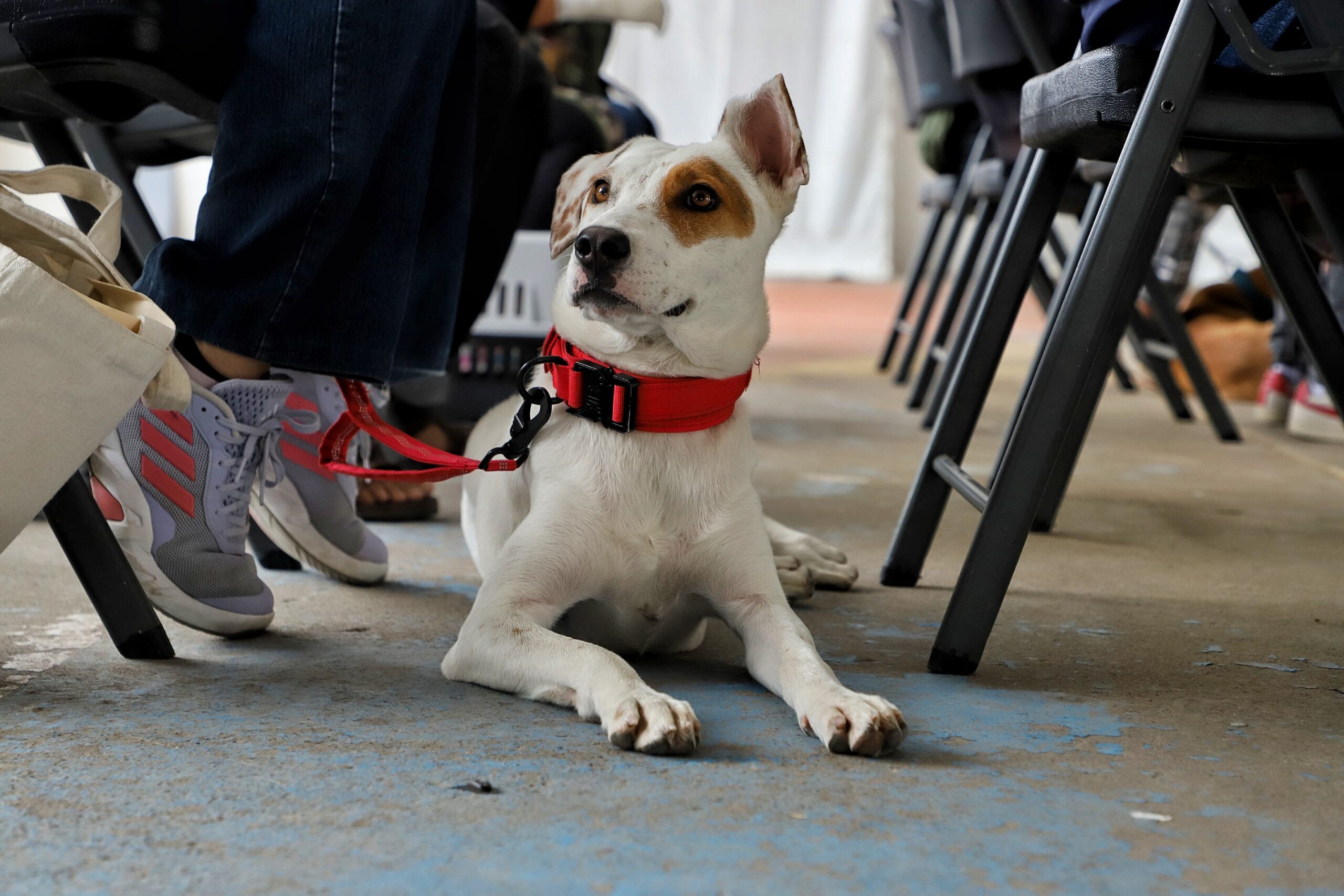 ¿Tienes perro o gato? Jesús María llevará jornadas de esterilización a distintas delegaciones