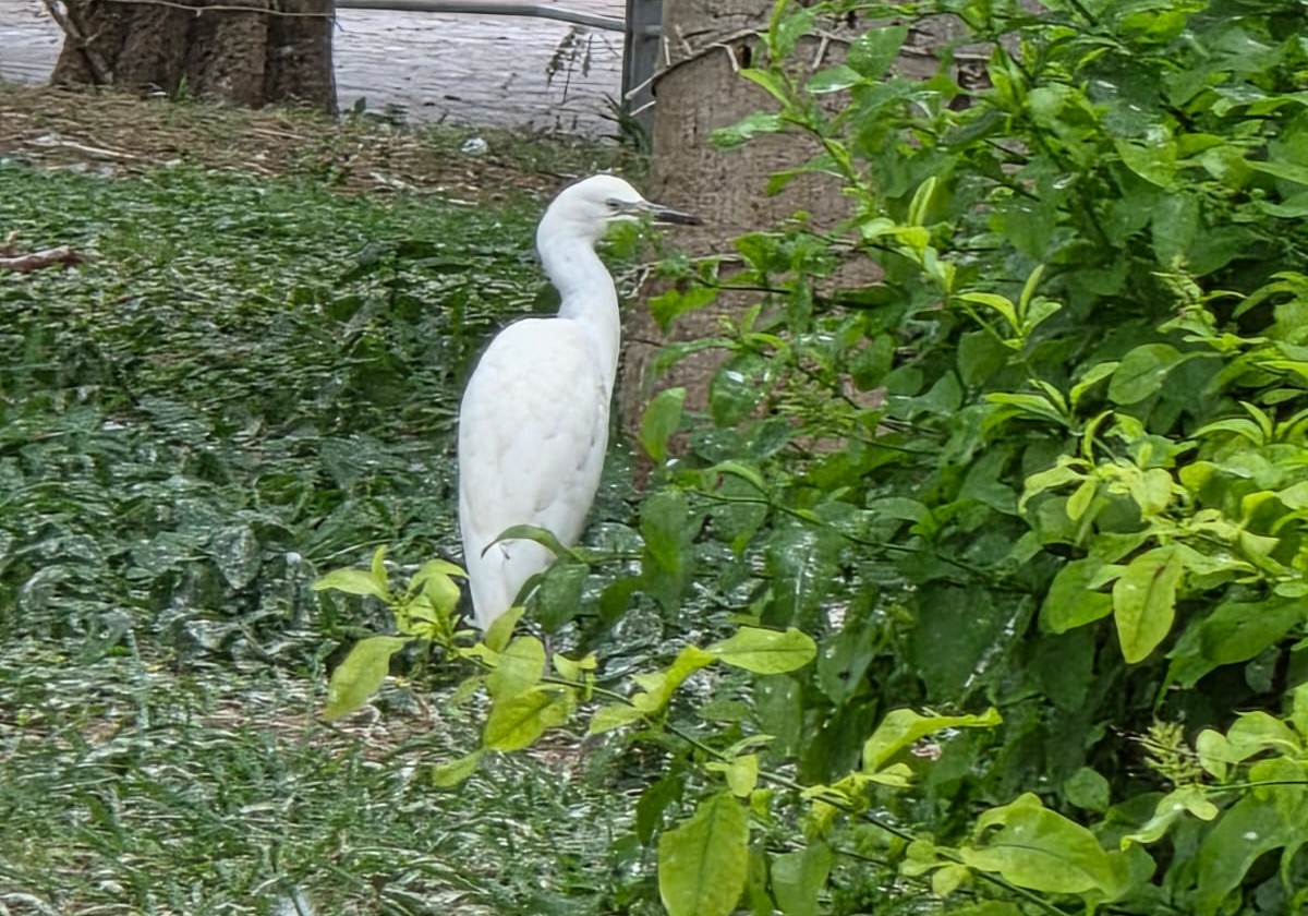 Garzas ganaderas llegan a Tres Centurias ante reducción de espacios naturales