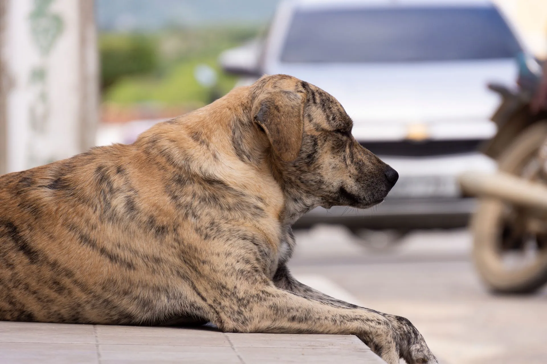 Alistan nuevo censo de animales callejeros en Aguascalientes