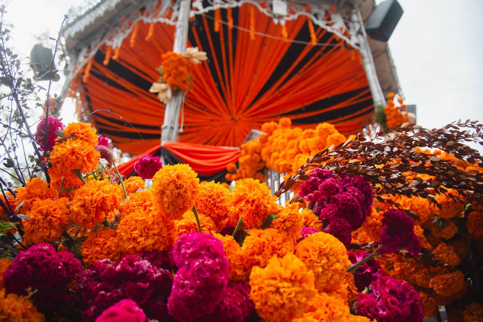 El Jardín de San Marcos se viste de cempasúchil para recibir el Festival Cultural de Calaveras 2026