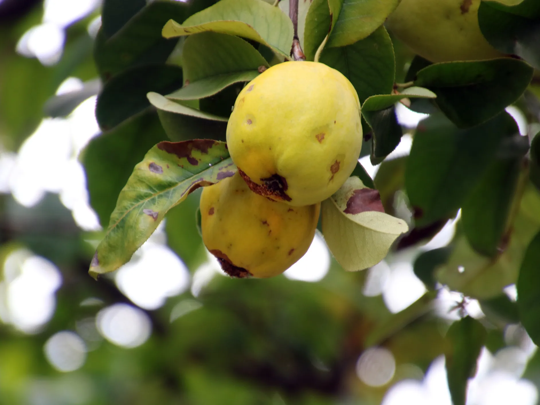 Calvillo apuesta por nuevos cultivos tras perder casi 10 mil hectáreas de guayaba por heladas
