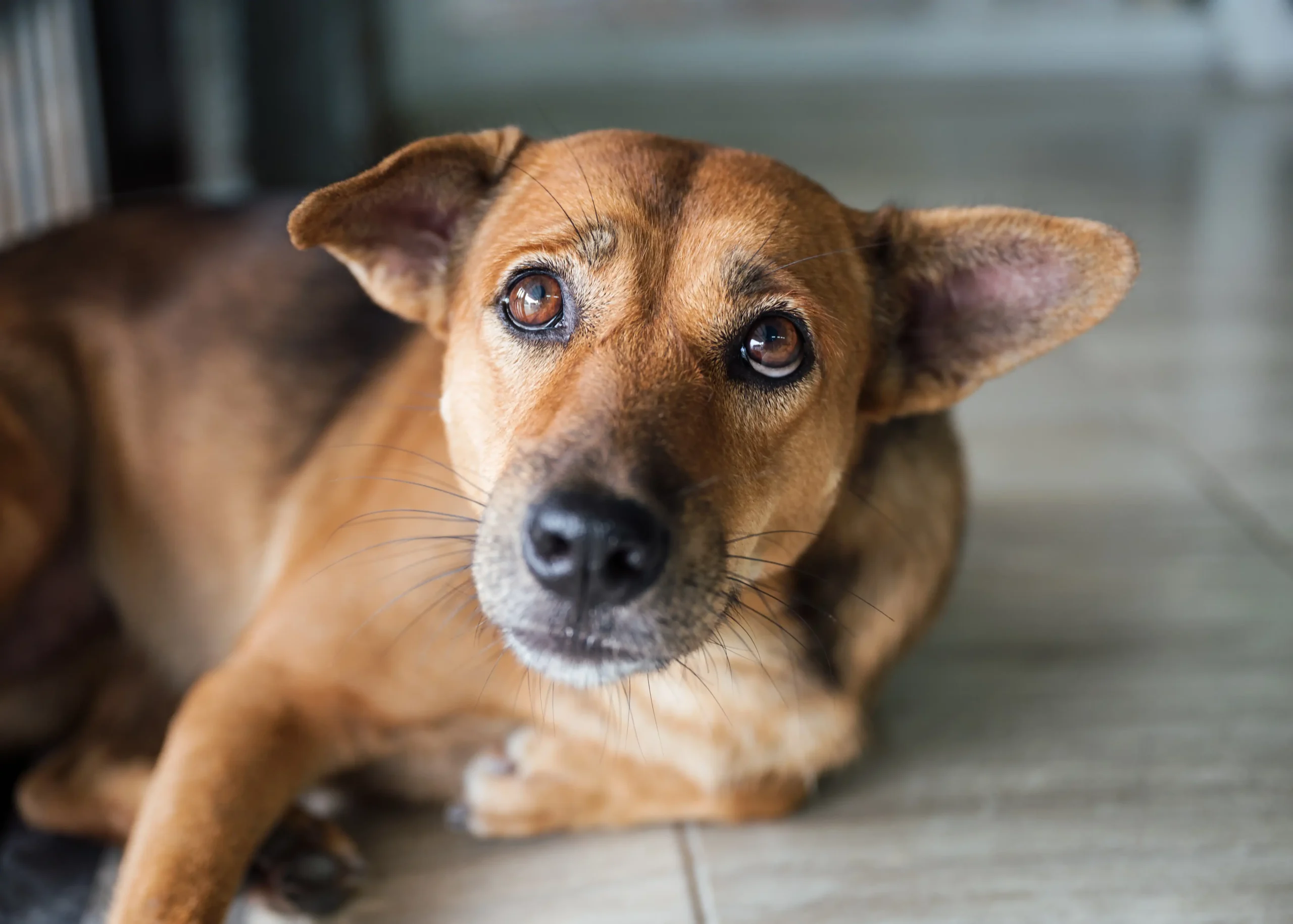 Hospital Veterinario de Aguascalientes atiende caso de gusano barrenador en un perro