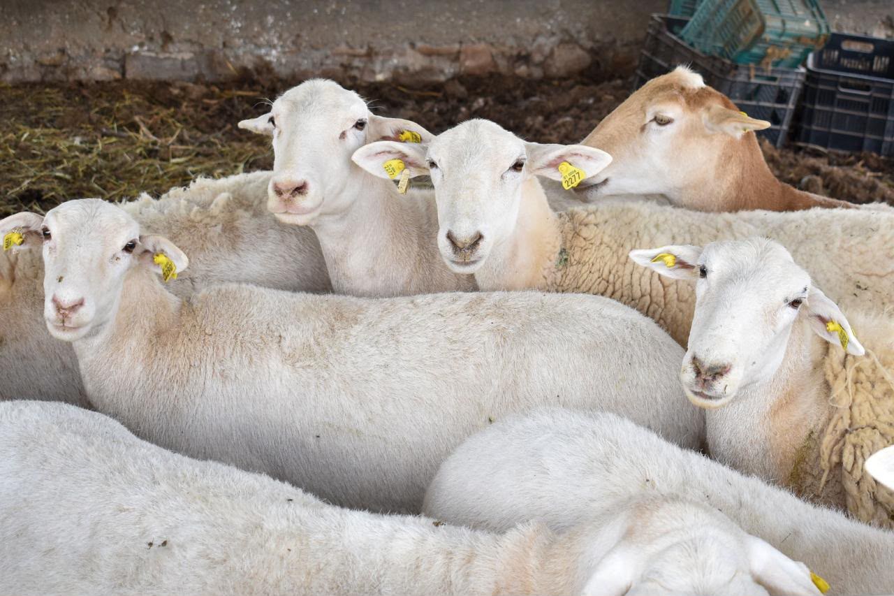 Aguascalientes produce más de mil litros diarios de leche de cabra; reconocen a sus productores